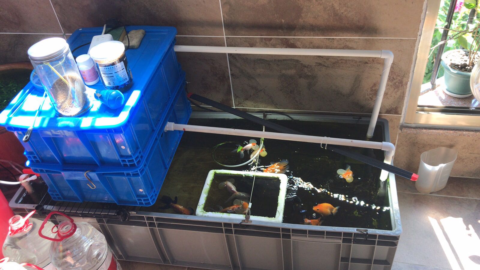 入冬金鱼怎么养,立冬鱼养殖方法