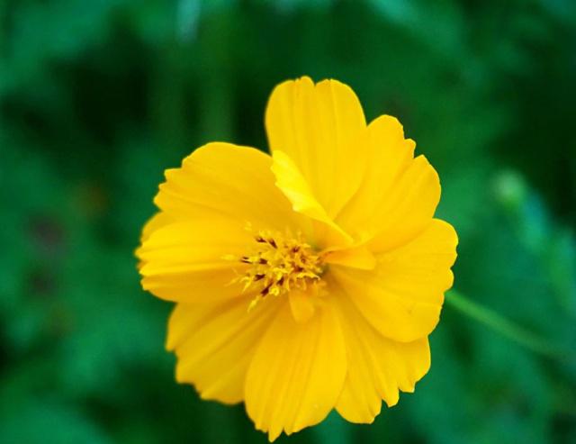 清风起,杨柳绿,声声慢,句句词!