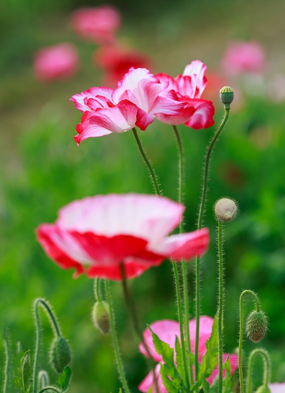 鎴峰涓嶈兘瑙︾鐨勬瘨鑺辨湁鍝簺,鍝簺姣掕姳涓嶈兘瑙︾