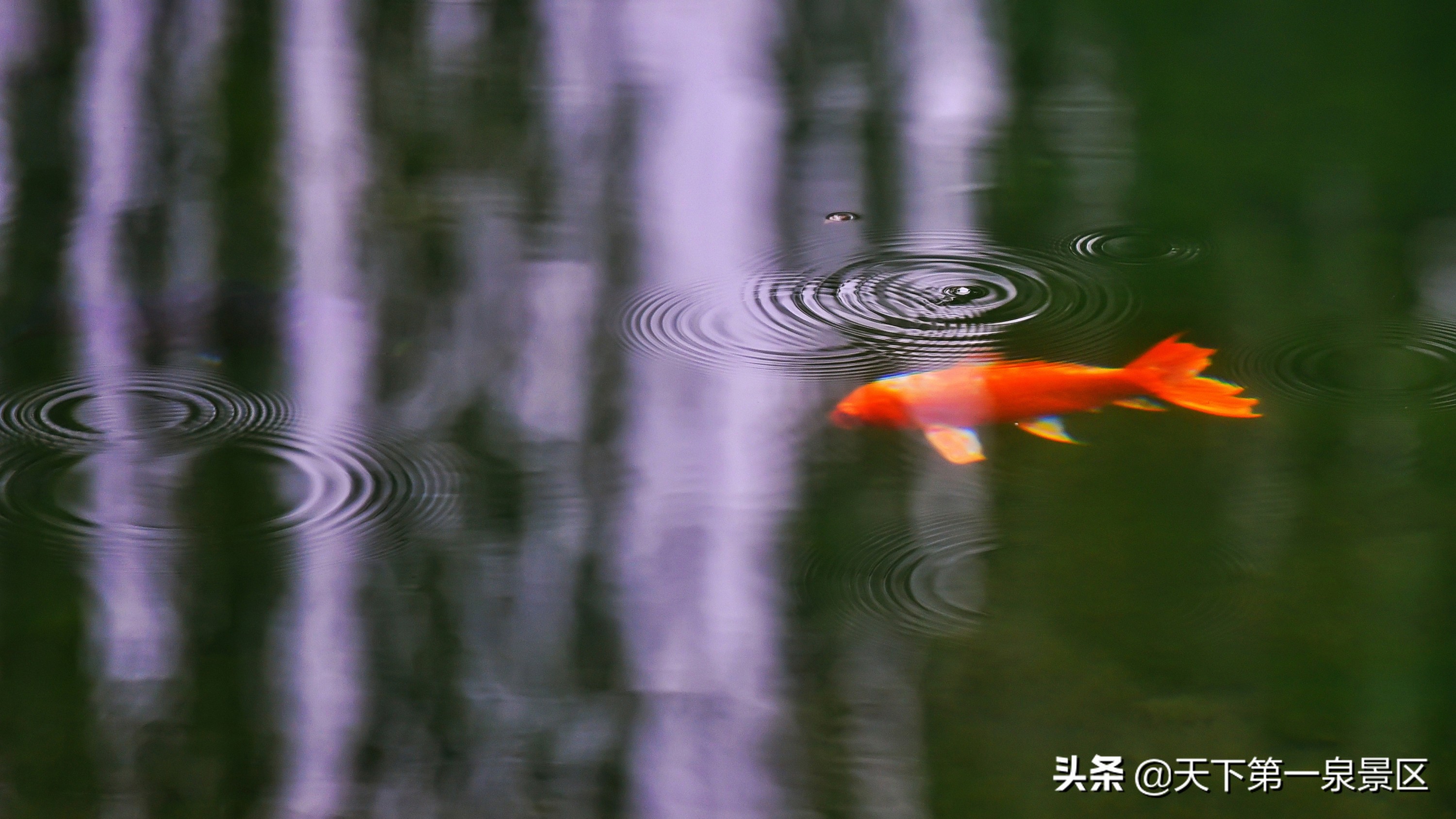 五龙潭的传说视频,有关五龙潭的美丽传说