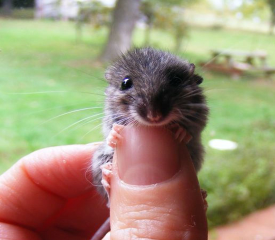 可伶仓鼠不慎骨折,不想事后诸葛亮,这四个预防措施很管用!