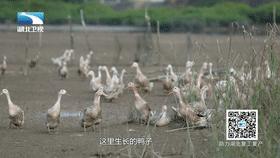 全国哪个省鸭货最好吃,哪些鸭货好吃