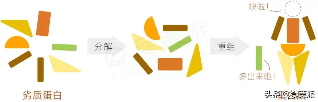 蛋白质和优质蛋白的区别,哪些蛋白质是优质蛋白