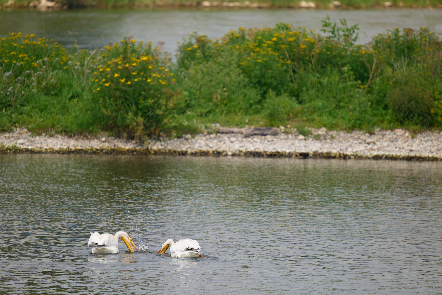 适马sigma60-600mm拍月亮,适马sigma18-50mmf2.8dcdn测评