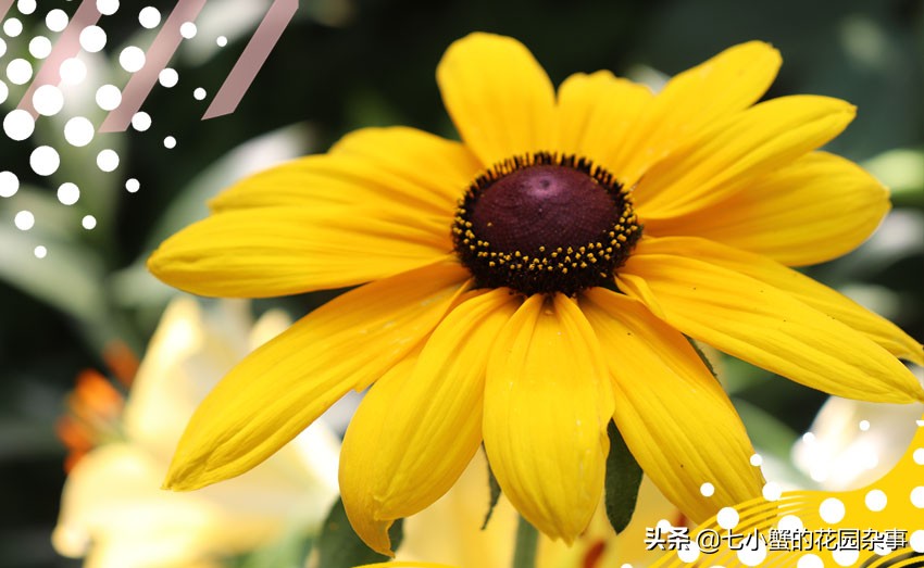 耐寒性强的菊花花卉有什么,耐寒性宿根花卉菊花