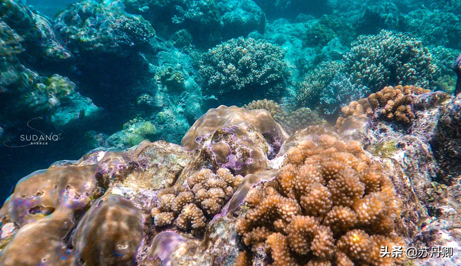 极限潜水死亡名单,潜水的死亡率高