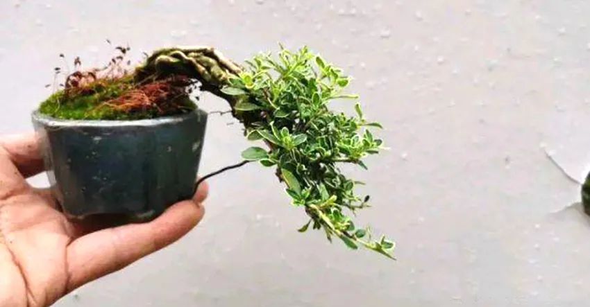 六月雪悬崖桩小盆景,最大的六月雪树桩盆景是什么