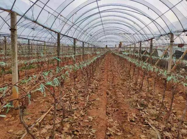 葡萄萌芽不齐、长势弱、上色差？是休眠出了问题！注意时间和质量