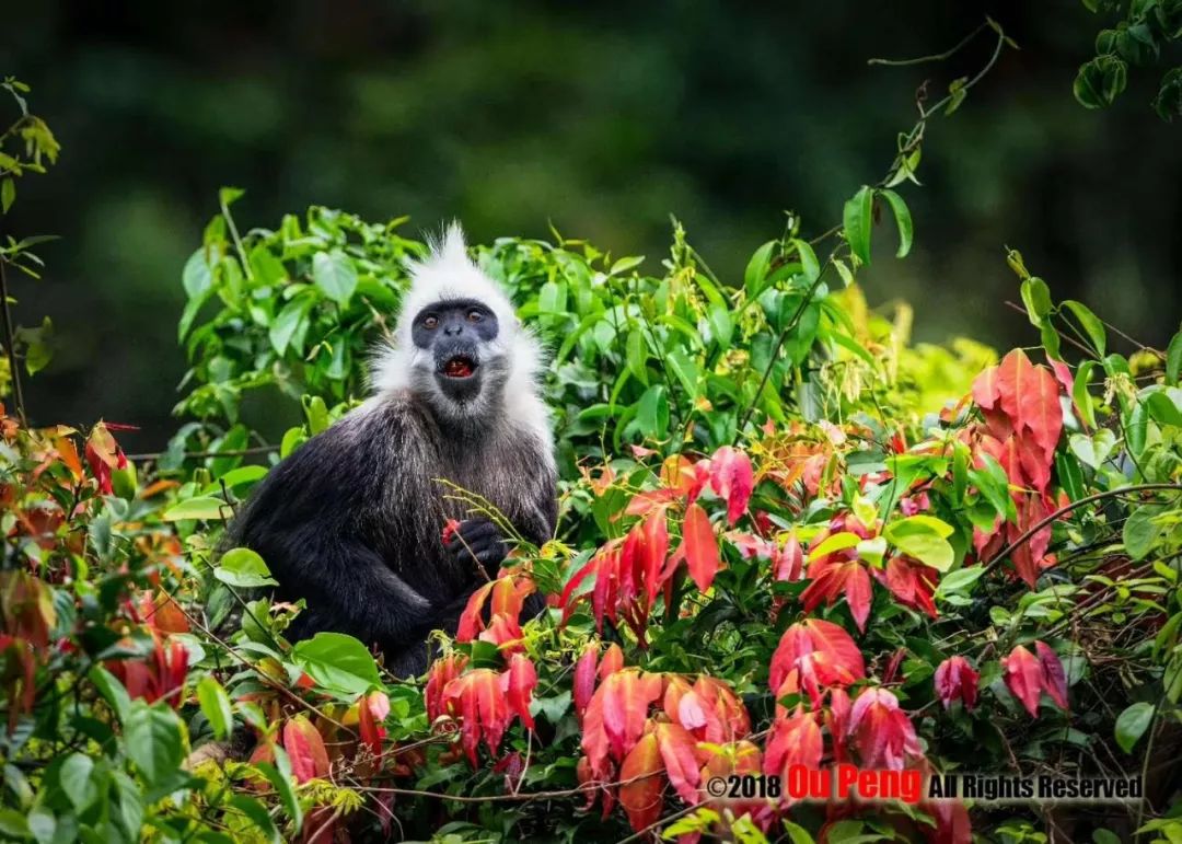 娆ч箯娣卞湷,娆ч箯鍔ㄧ墿涓栫晫