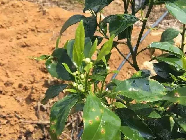 怎样抑制柑橘幼树开花,柑橘幼树开花太多怎么办