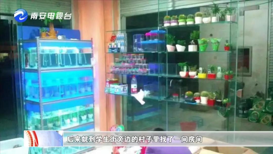 90后小伙的“斗鱼”梦：泰国斗鱼从南安“游”到全国各地！