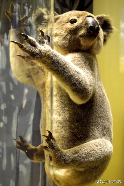 树袋熊和考拉有什么区别 (树袋熊和考拉有什么关系)