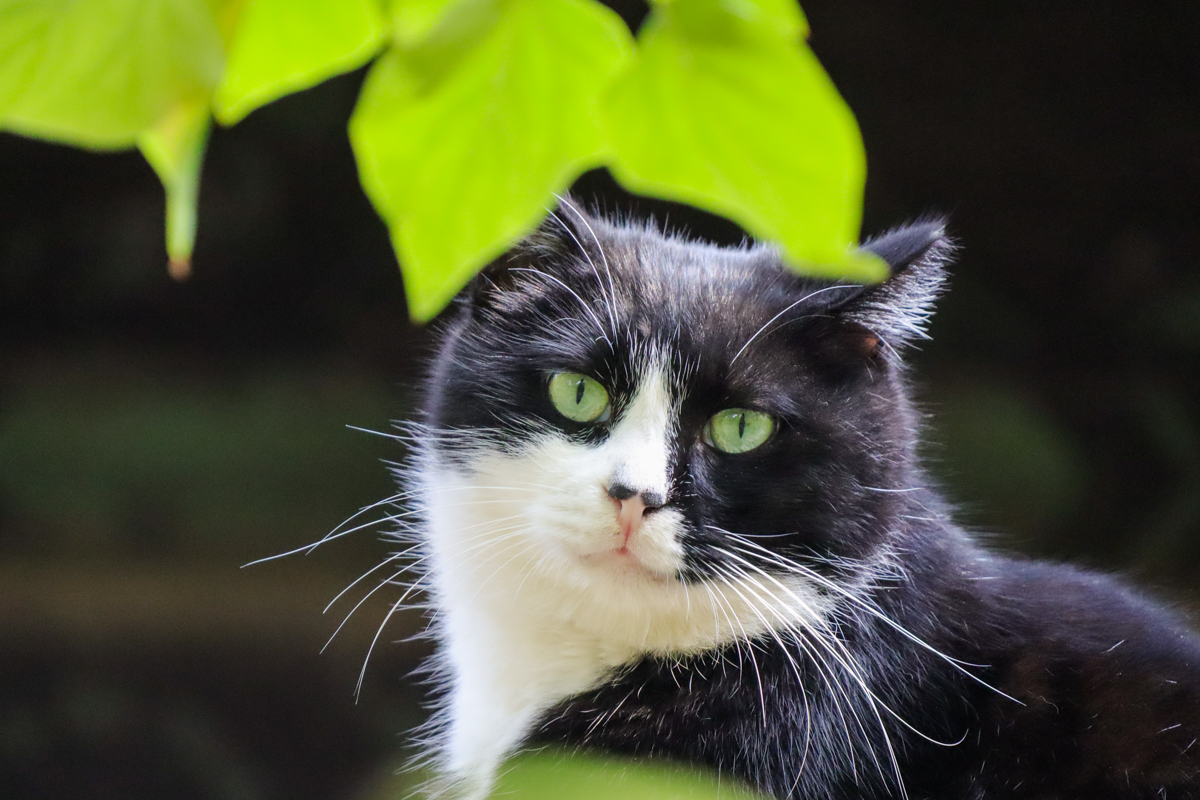 佳能eosm2值得买吗,佳能发布eosm200入门级无反相机