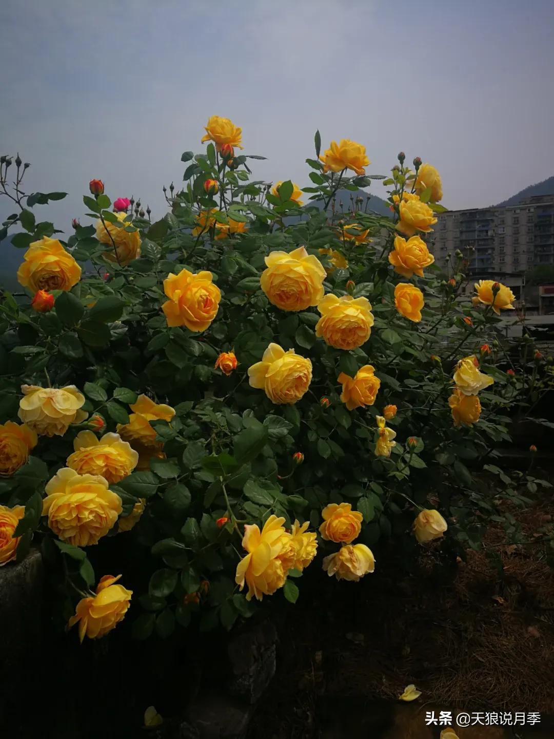 月季春季第一波花要不要剪,月季春季第一波花开后嫁接