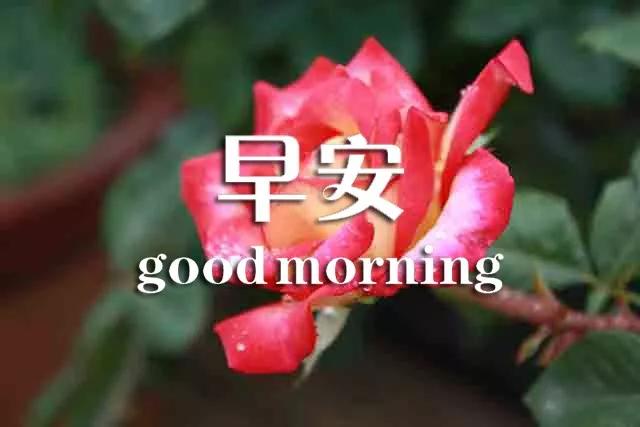 早上好心灵鸡汤正能量语句,早上好的励志句子心灵鸡汤