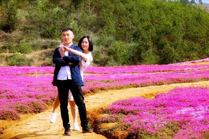 河北芝樱丛生福禄考种植基地,上海芝樱丛生福禄考报价