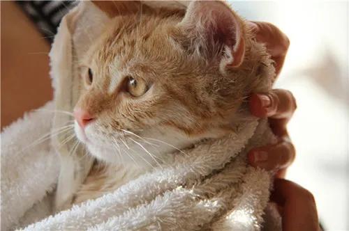 喵星人有眼睛吗,喵星人太好动怎么办