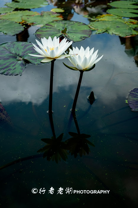 最美荷花展深圳,深圳最美荷花