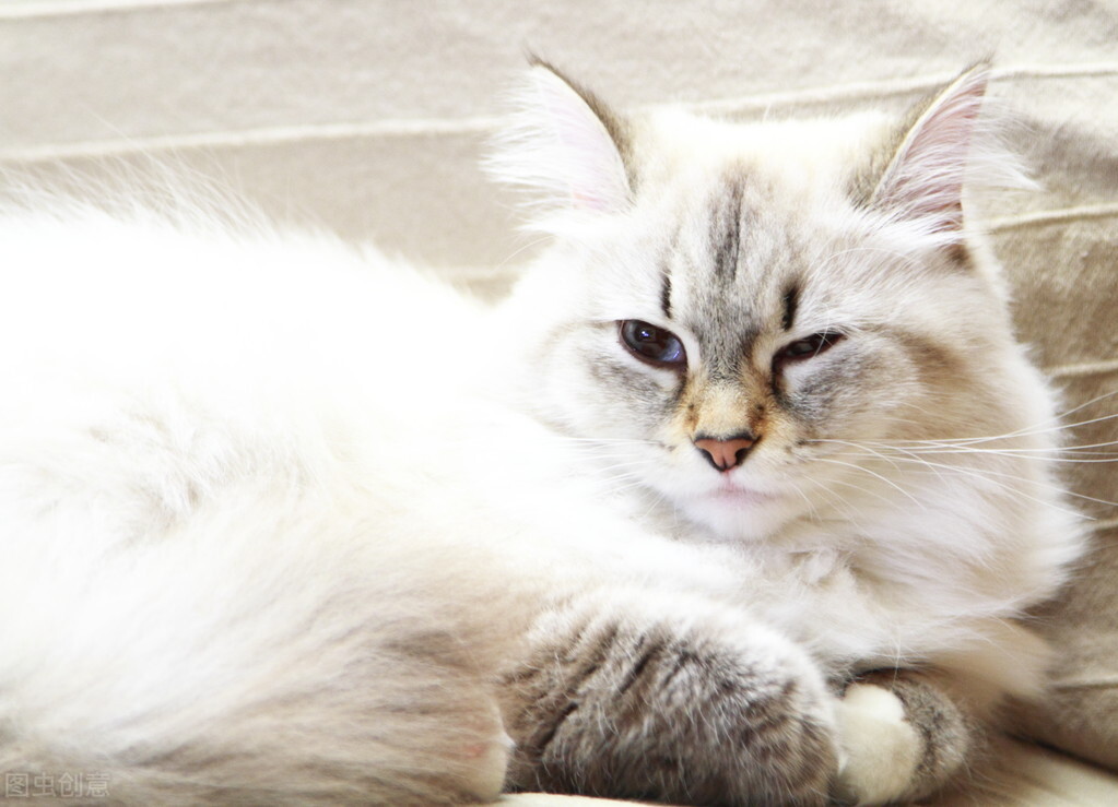 猫总是挠人咬人是什么意思,小奶猫总是咬人挠人怎么办