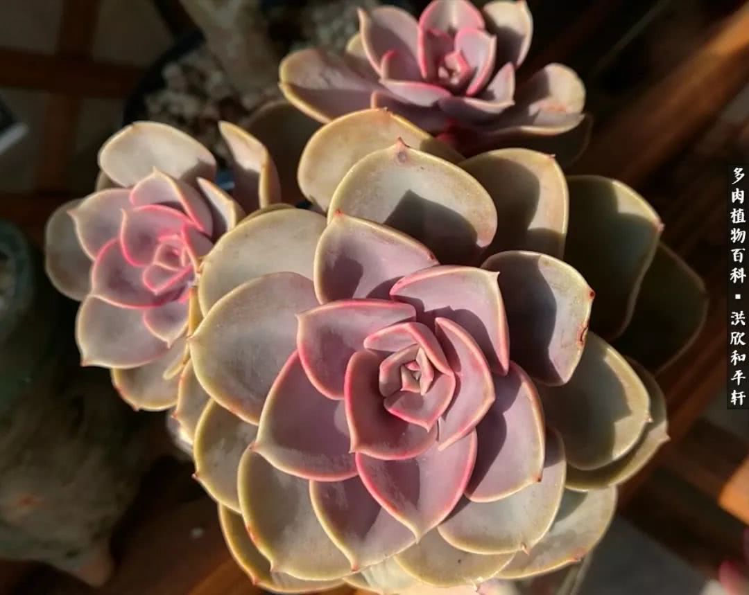 多肉的四季轮回,四季轮回多肉