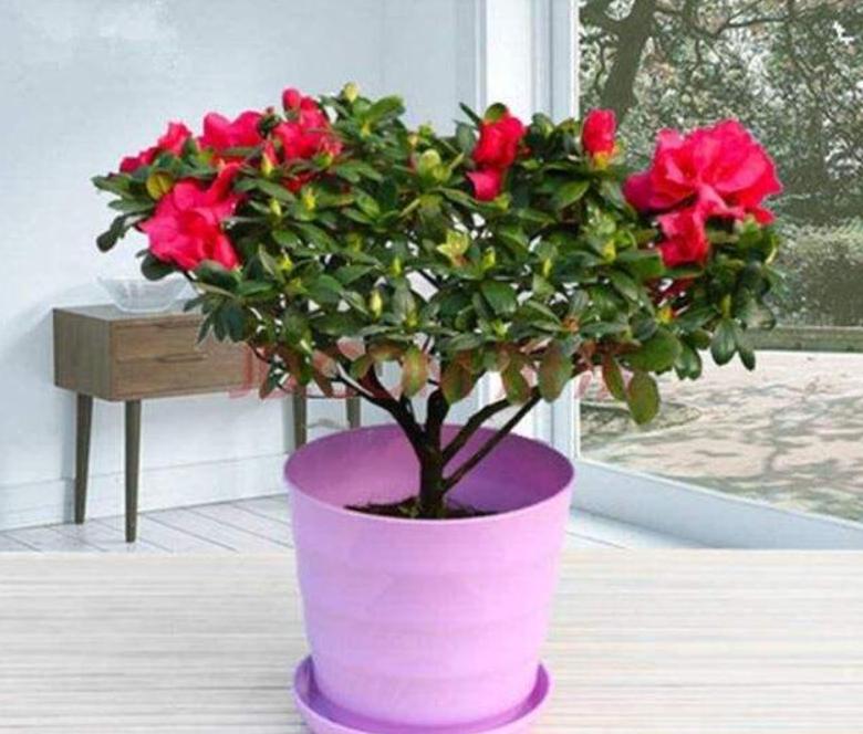 养好杜鹃花有2个条件,用什么方法养好杜鹃花盆栽