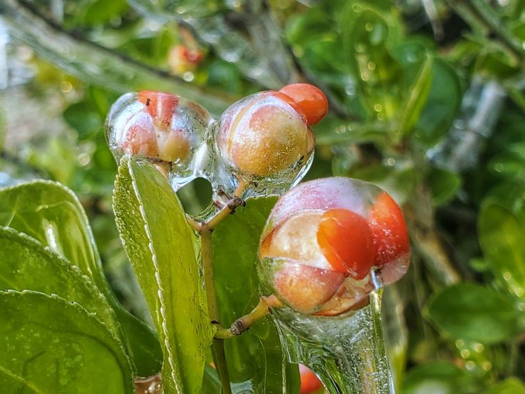 冰封女贞子：琥珀凝固的美，刹那还是永恒