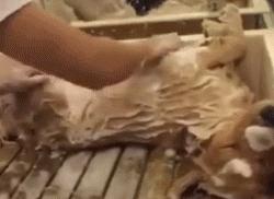 狗子绝育后的绝望,狗子绝育是不是就安稳了