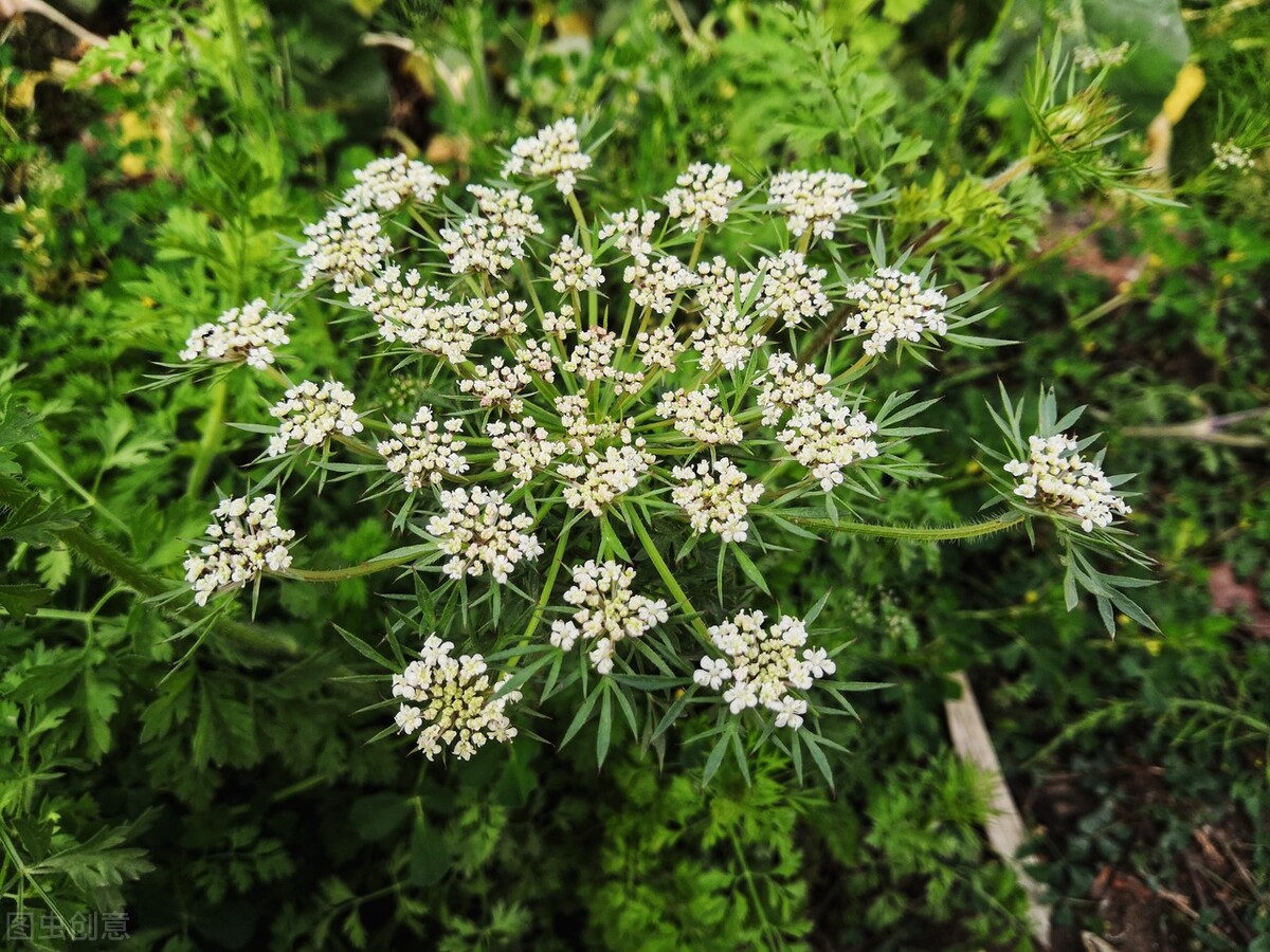 路边1种白花“别乱采”,老农说它危险又迷人,土话叫“雄蛇草”