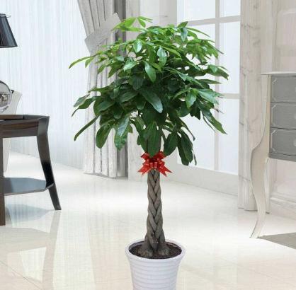 发财树什么样的情况下还能救活,发财树很细怎么办