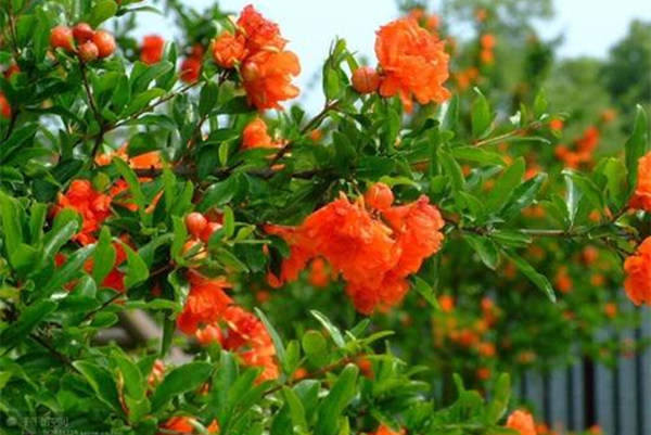 描写的是夏天美景的诗词,夏天的诗词大全300首