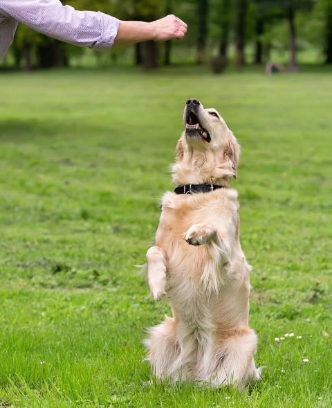 教你正确训练狗狗的方法,训练狗狗的各种技巧免费