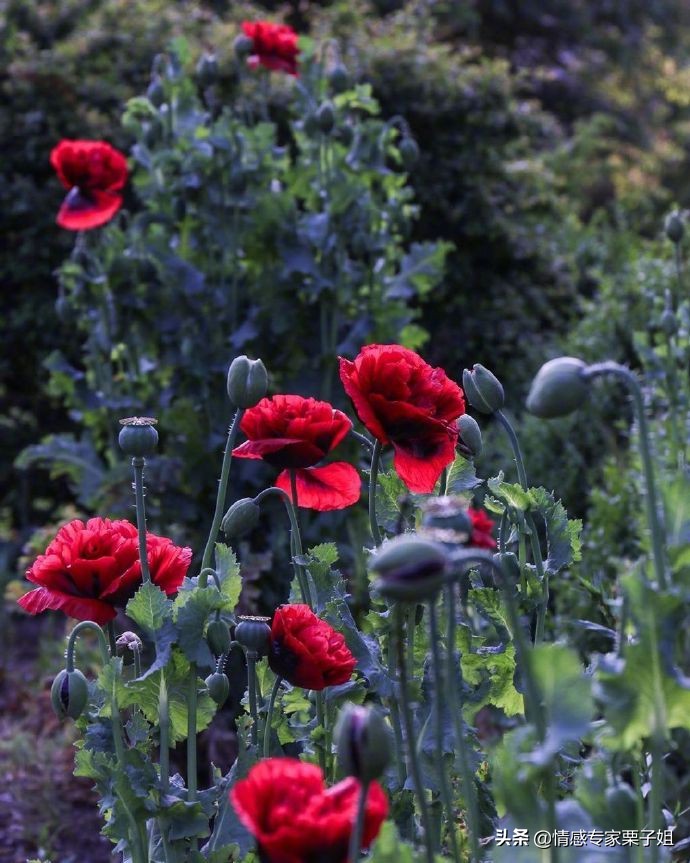 情感咨询师栗子姐微博,栗子姐情感问答07