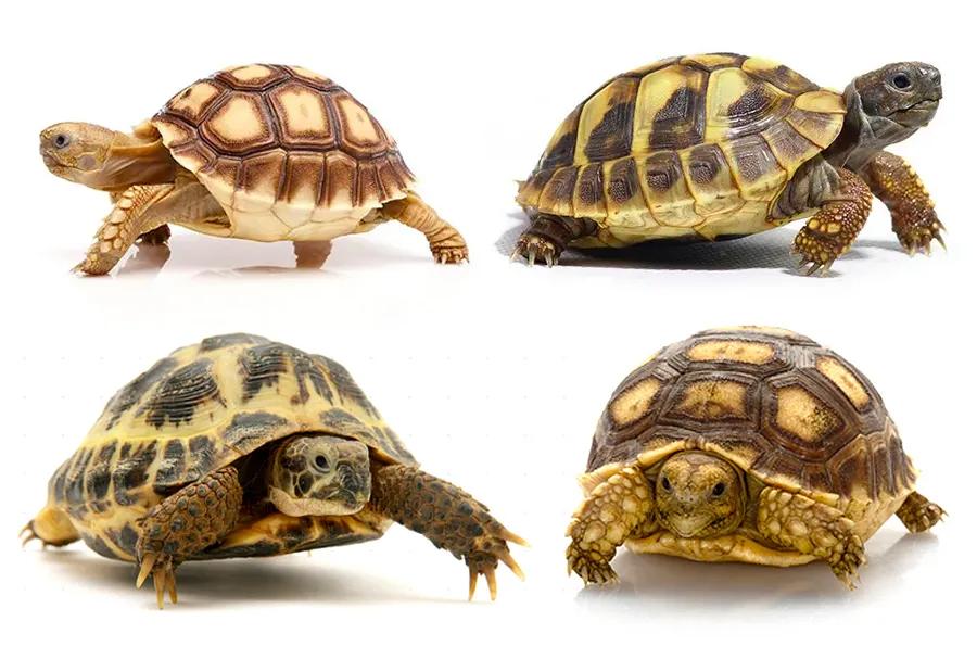 儿童画画法教程小动物,画画教程画小乌龟