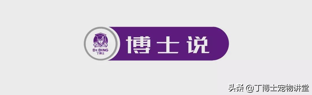 饲养幼犬教学,养宠新手喂食