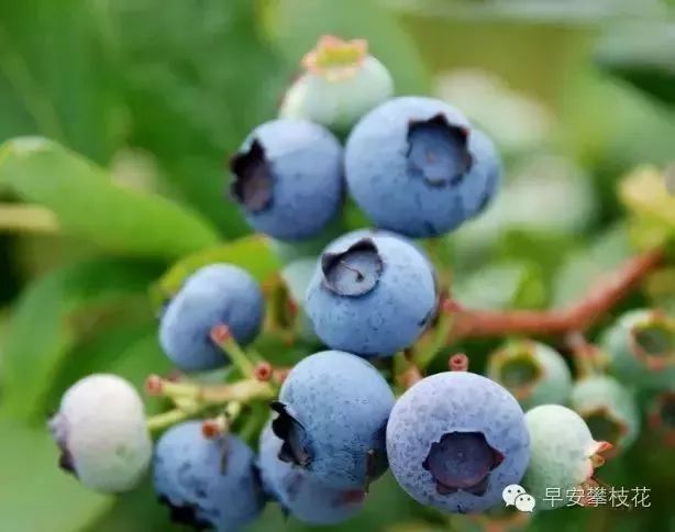 好吃的攀枝花当季新鲜水果 (攀枝花这两天特色水果)