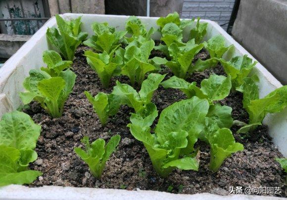 家里沙土种生姜如何施肥,露天菜园种生姜怎样遮阳