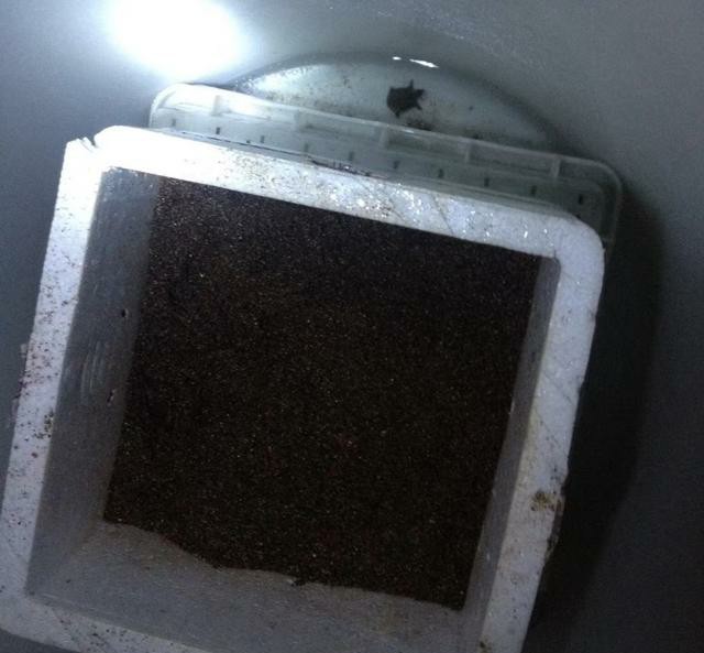 如何养好刚出壳的精品龟苗,新手养幼龟怎么养活得快