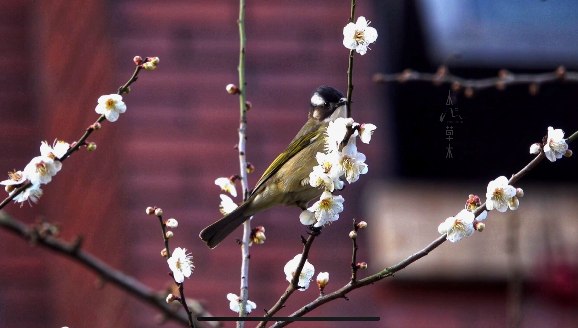 鹎踏梅枝自成画,花落如雨惊闲人