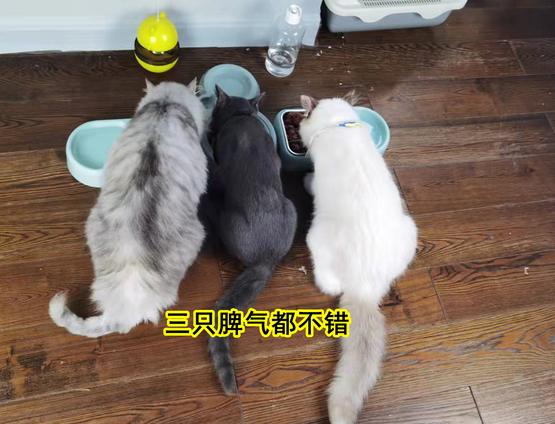 猫总是挠人咬人是什么意思,小奶猫总是咬人挠人怎么办