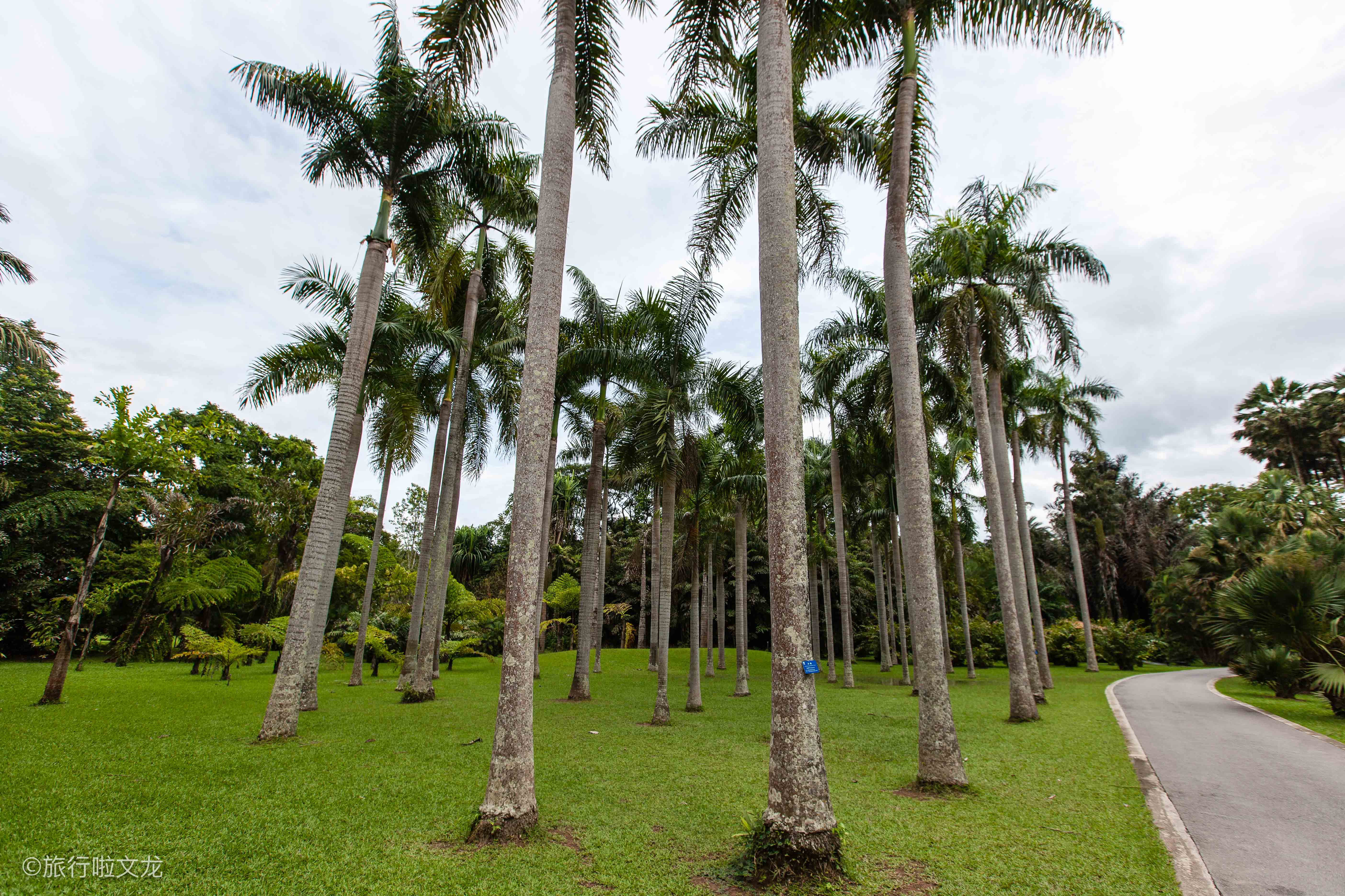 科学院西双版纳雨林海拔高度,中科院西双版纳勐仑热带植物园