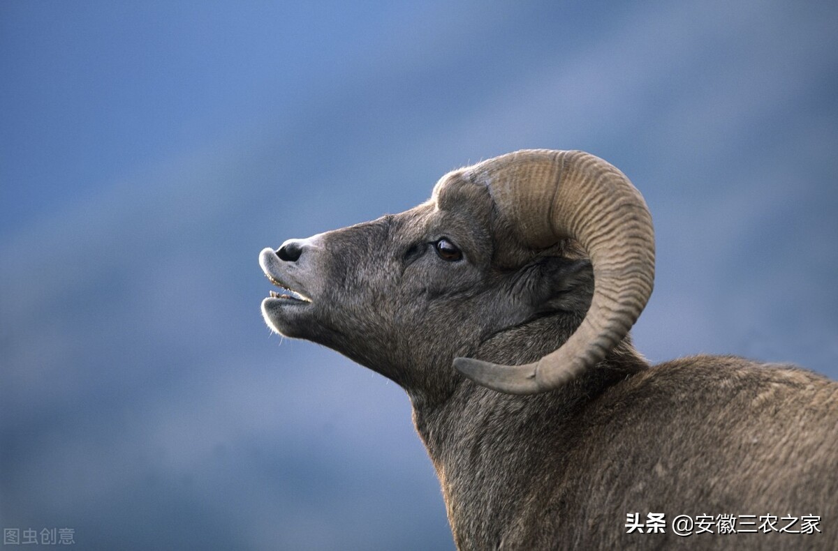 种公羊能使用多少年,种公羊能用多少年