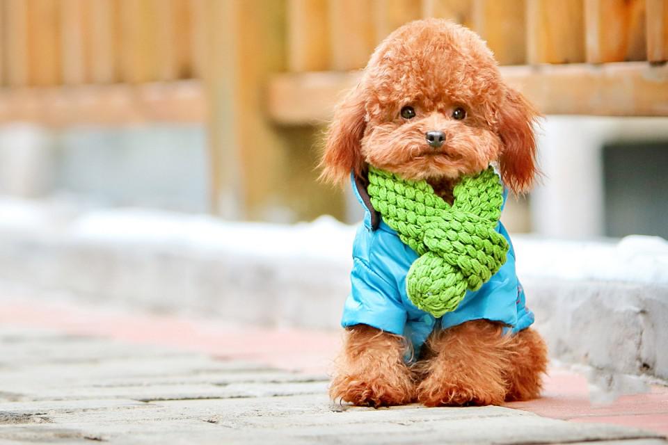 想养一只泰迪怎么办,养泰迪的正确方法和注意事项