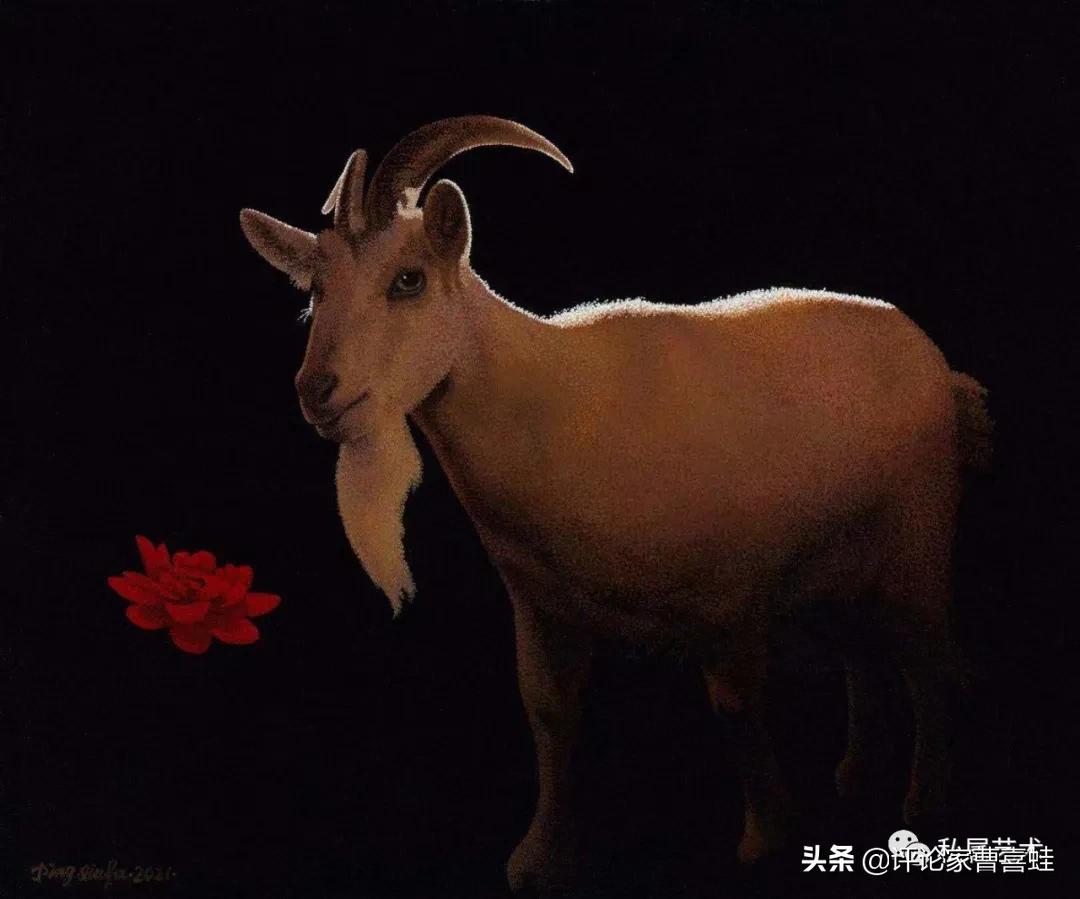 曹喜蛙,曹喜蛙简介