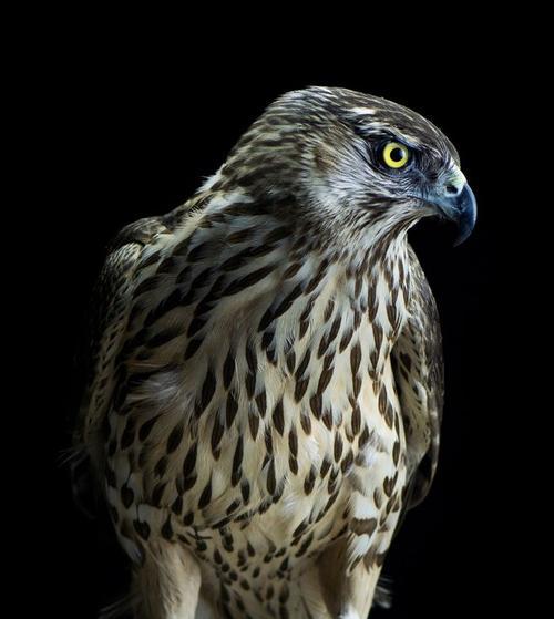 高空捉虫，水下捕鱼，还能看到紫外线，鸟类的眼睛里藏着什么秘密