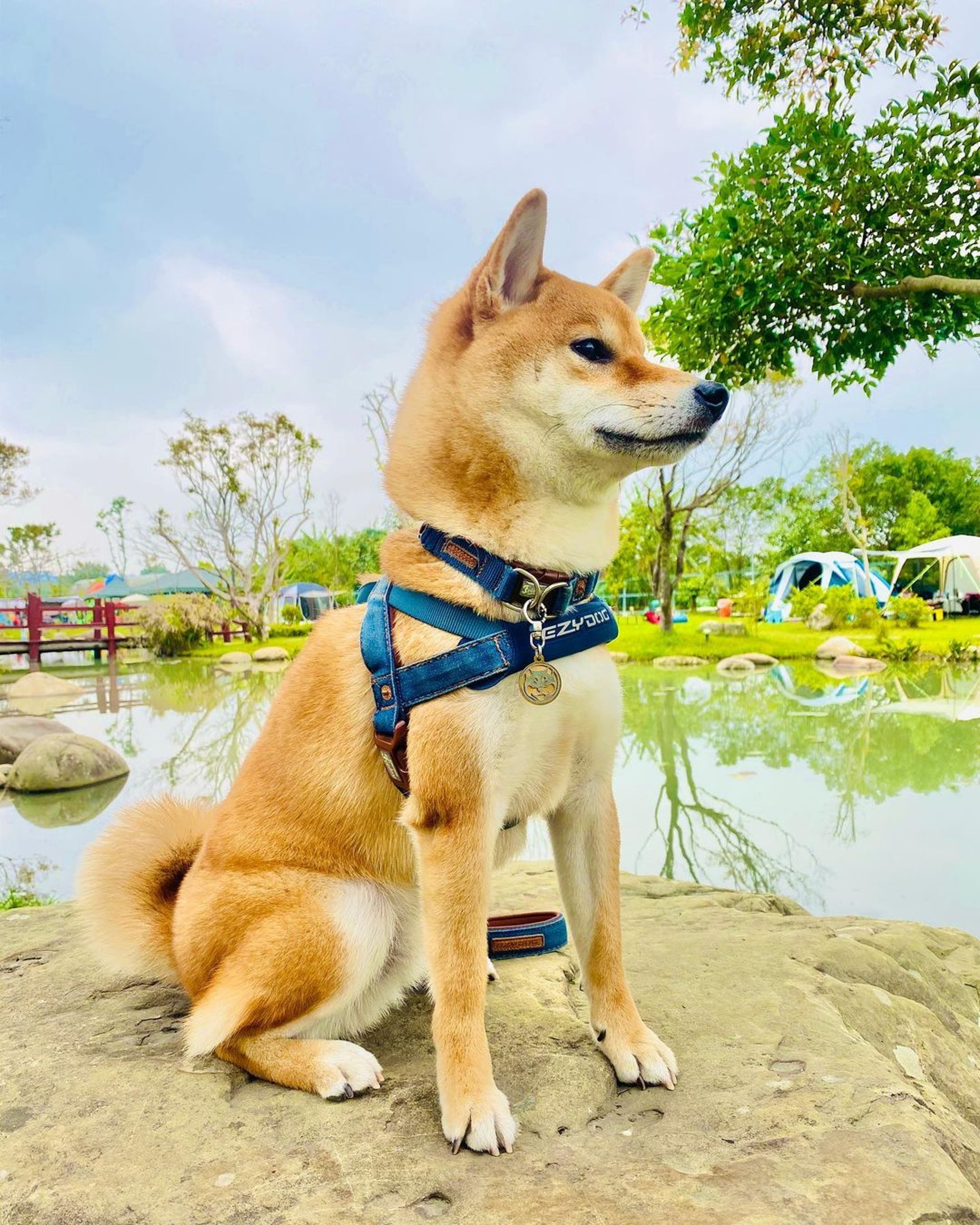 胆小柴犬遇神秘东西秒被吓跑　吓到脸歪、弹起反应笑翻网民