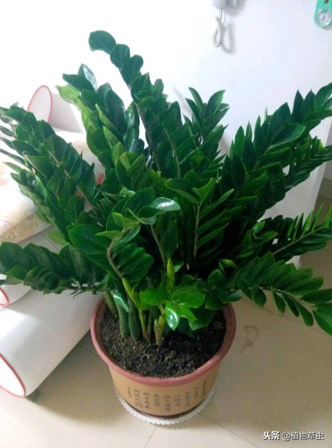 金钱树怎样插枝成活率高呢,金钱树怎么扦插成活率高一点