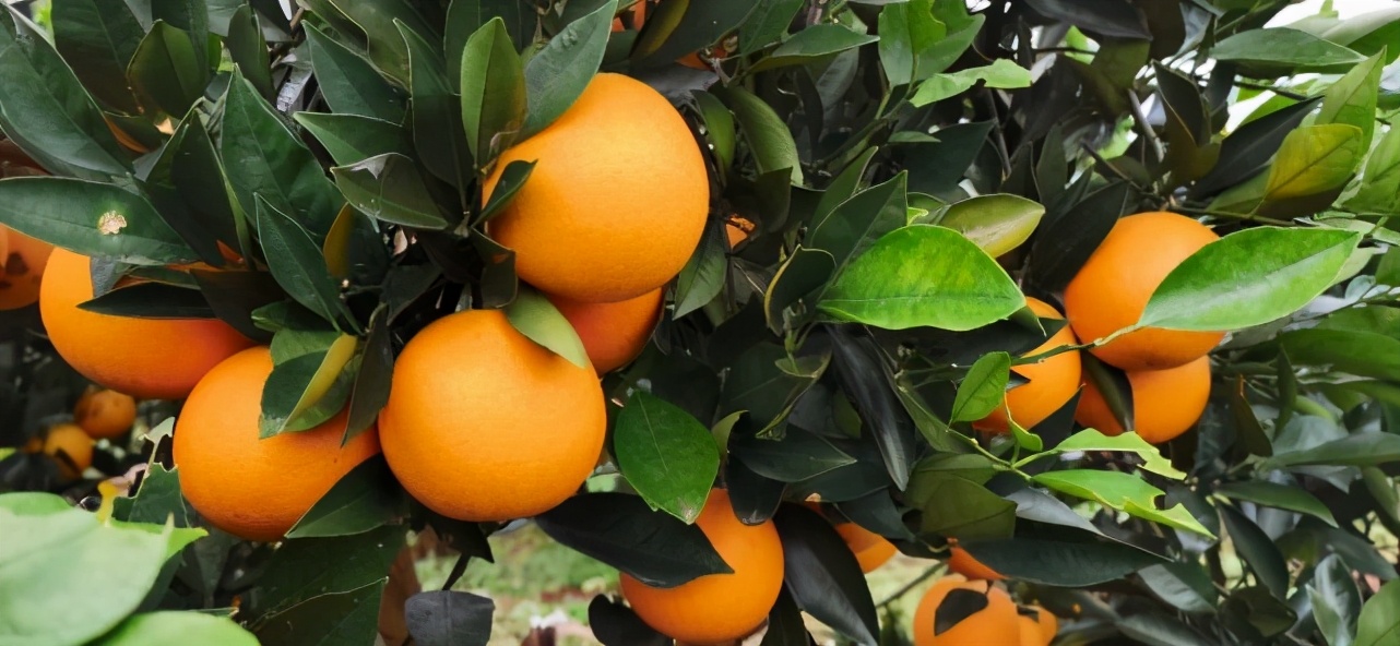 麻阳冰糖橙现摘现发,橙子采摘季麻阳冰糖橙