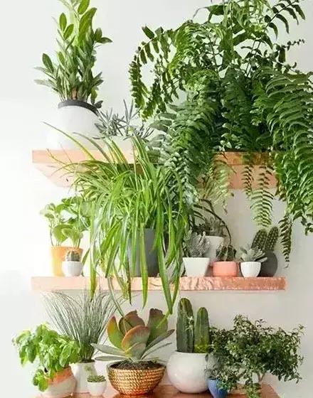 四季常青豆瓣绿能吸甲醛吗,绿色的绿植净化甲醛