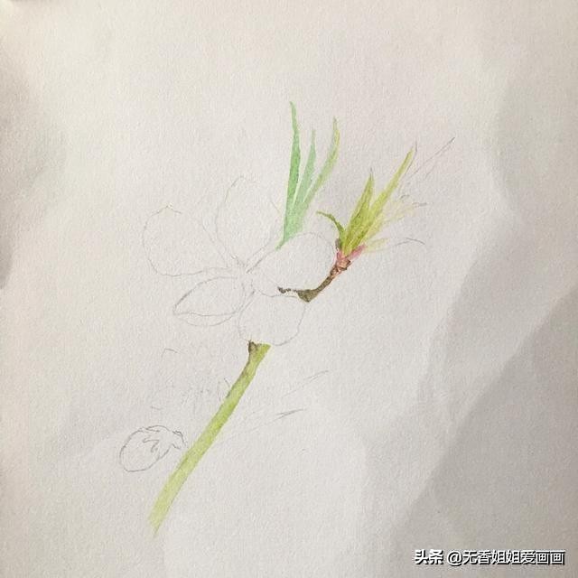 手绘有立体感的桃花，步骤简单，一看就会