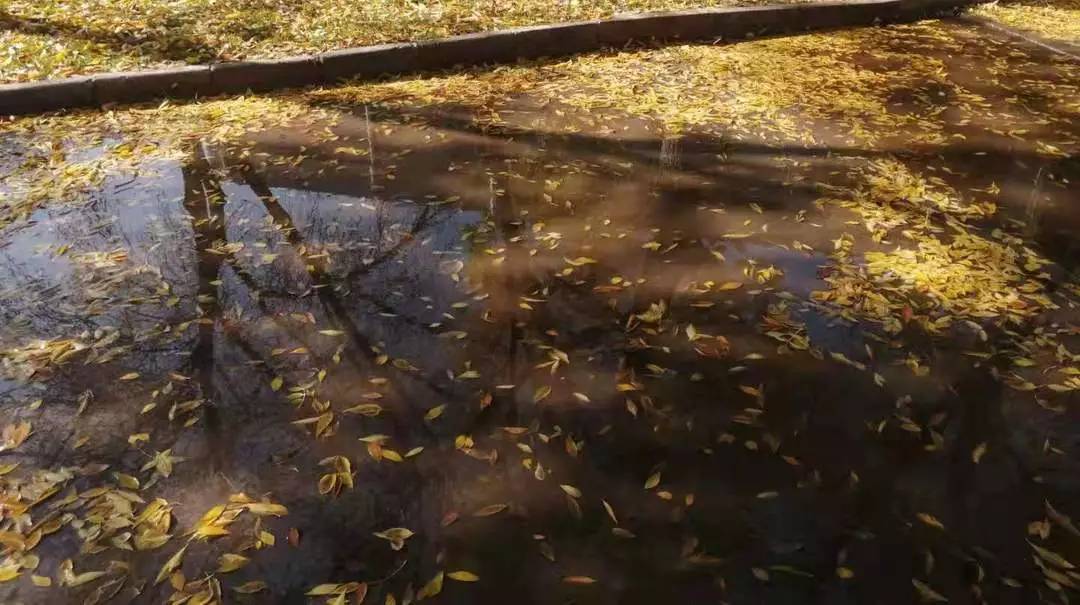 普洱茶中出现了茶虫该怎么办,普洱茶有茶虫是怎么回事